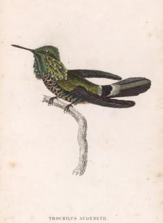 Единственная в мире птица, способная летать назад. Колибри Trochillus Magnificus (лат.) (лист 17 тома XVII "Библиотеки натуралиста" Вильяма Жардина, изданного в Эдинбурге в 1833 году)