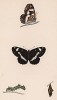 Бабочка ленточник камилла, или малый ленточник, или камилла (лат. Papilio Camilla), её гусеница и куколка. History of British Butterflies Френсиса Морриса. Лондон, 1870, л.26