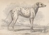 Предок современного далматина (The Parent of the modern coach dog or Dalmatiner (англ.)) (лист 14 тома V "Библиотеки натуралиста" Вильяма Жардина, изданного в Эдинбурге в 1840 году)