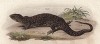 Сцинк Tropidolepsima kingii (лат.) (из Naturgeschichte der Amphibien in ihren Sämmtlichen hauptformen. Вена. 1864 год)