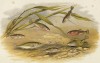 Рыбки-колюшки (иллюстрация к "Пресноводным рыбам Британии" -- одной из красивейших работ 70-х гг. XIX века, выполненных в технике хромолитографии)