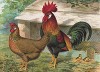 Курица и петух породы бурый леггорн. The New Book of Poultry. Лондон, 1902