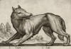 Волк (лист из альбома Nova raccolta de li animali piu curiosi del mondo disegnati et intagliati da Antonio Tempesta... Рим. 1651 год)
