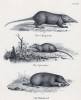 Землеройки и крот (лист 10 первого тома работы профессора Шинца Naturgeschichte und Abbildungen der Menschen und Säugethiere..., вышедшей в Цюрихе в 1840 году)