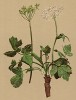 Борщевик австрийский (Heracleum austriacum (лат.)). Название Heracleum было дано этому растению Линнеем в честь Геракла (из Atlas der Alpenflora. Дрезден. 1897 год. Том III. Лист 284)