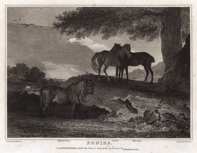 Три пони: шетлендский, нью-форестский и уэльский. Гравюра с живописного оригинала британского художника-анималиста Бенджамина Маршалла. The Sportsman's Repository… by John Scott. Лондон, 1809