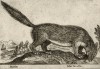 Лесная куница (лист из альбома Nova raccolta de li animali piu curiosi del mondo disegnati et intagliati da Antonio Tempesta... Рим. 1651 год)
