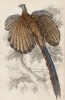 Аргус (Argus giganteus (лат.)) -- родственник фазана с неприлично длинным хвостом, обитающий на острове Борнео (лист 8 тома XX "Библиотеки натуралиста" Вильяма Жардина, изданного в Эдинбурге в 1834 году)