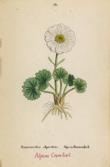 Лютик приальпийский (Ranunculus alpestris (лат.)) (лист 15 известной работы Йозефа Карла Вебера "Растения Альп", изданной в Мюнхене в 1872 году)