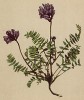 Остролодочник горный (Oxytropis montana (лат.)) (из Atlas der Alpenflora. Дрезден. 1897 год. Том III. Лист 249)