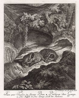 Пара барсуков в норе. Гравюра Иоганна Элиаса Ридингера из Entwurff Einiger Thiere ..., Аугсбург, 1740. 