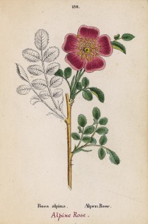 Роза альпийская, или рододендрон (Rosa alpina (лат.)) (лист 150 известной работы Йозефа Карла Вебера "Растения Альп", изданной в Мюнхене в 1872 году)