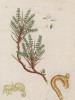 Астрагал (Astragalus (лат.)) — род растений из семейства бобовые (лист 264 "Гербария" Элизабет Блеквелл, изданного в Нюрнберге в 1757 году)