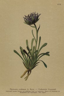 Кольник спутанный (Phyteuma confusum (лат.)) (из Atlas der Alpenflora. Дрезден. 1897 год. Том V. Лист 434)