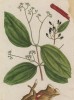 Корица (Cinnamomum verum (лат.)) — небольшое вечнозелёное дерево высотой 10-15 м, принадлежащее к семейству лавровые, произрастающее в Шри-Ланке и южной Индии (лист 354 "Гербария" Элизабет Блеквелл, изданного в Нюрнберге в 1757 году)