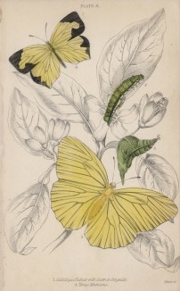 Бабочки 1. Callidryas Eubule with Cater&Chrysalis 4. Teria Mexicana (лат.)) (лист 8 XXXVI тома "Библиотеки натуралиста" Вильяма Жардина, изданного в Эдинбурге в 1837 году)