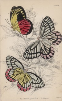 Бабочки 1,2. Pieris Epicharis и 3. P. Philyra (лат.) (лист 6 XXXVI тома "Библиотеки натуралиста" Вильяма Жардина, изданного в Эдинбурге в 1837 году)
