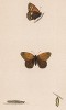 Бабочка сенница геро (лат. Papilio Hero), её гусеница и куколка. History of British Butterflies Френсиса Морриса. Лондон, 1870, л.20
