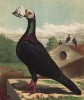 Самец чёрного почтового голубя (тиульный лист знаменитой "Книги голубей..." Роберта Фултона, изданной в Лондоне в 1874 году)