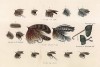 Крючки и наживка для рыбной ловли. The Book of Field Sports and Library of Veterinary Knowledge. Лондон, 1864