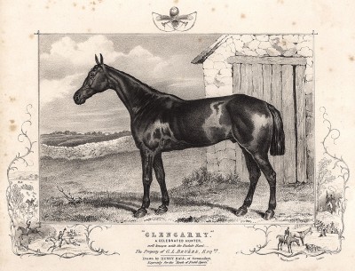 Гленгарри, знаменитая лошадь, тренированная для охоты. The Book of Field Sports and Library of Veterinary Knowledge. Лондон, 1864