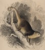 Титульный лист VIII тома "Библиотеки натуралиста" Вильяма Жардина, изданного в Эдинбурге в 1838 году и посвящённого шотланцу Джону Барклаю (на миниатюре изображён австралийский фалангер (кускус))