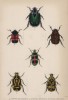 Жуки-бронзовки (1. Cetonia fascicularis 2. C. Macleayi 3. C. Discoidea 4. C. Australasiae 5. Gymnetis nervosa 6. G. Marmorea (лат.)) (лист 17 XXXV тома "Библиотеки натуралиста" Вильяма Жардина, изданного в Эдинбурге в 1843 году)