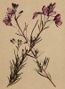 Кипрей, или иван-чай, из цветов которого варят настоящий лечебный чай (Epilobium Dodonaei (лат.)) (из Atlas der Alpenflora. Дрезден. 1897 год. Том III. Лист 280)