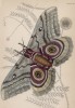 Павлиноглазка Saturnia Isis (лат.) (лист 13 XXXVII тома "Библиотеки натуралиста" Вильяма Жардина, изданного в Эдинбурге в 1843 году)