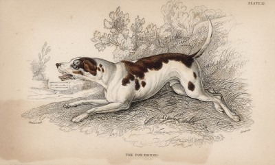 Фоксхаунд (Fox hound (англ.)) (лист 12 тома V "Библиотеки натуралиста" Вильяма Жардина, изданного в Эдинбурге в 1840 году)