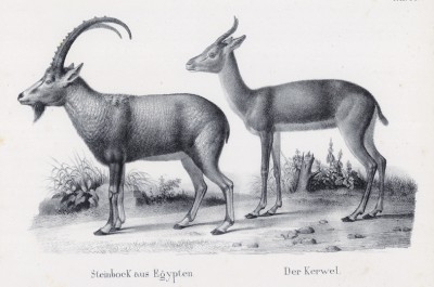 Каменный козёл египетский с близкой родственницей (лист 68 первого тома работы профессора Шинца Naturgeschichte und Abbildungen der Menschen und Säugethiere..., вышедшей в Цюрихе в 1840 году)