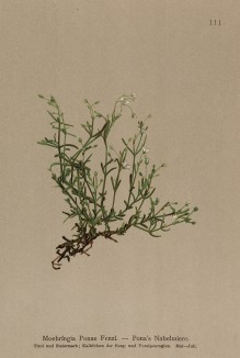 Мерингия баварская (Moehringia Ponae (лат.)) (из Atlas der Alpenflora. Дрезден. 1897 год. Том II. Лист 111)
