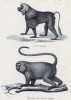 1. Джелада -- обезьяна из семейства павианов 2. Сапажу -- род широконосых обезьян (лист 5 первого тома работы профессора Шинца Naturgeschichte und Abbildungen der Menschen und Säugethiere..., вышедшей в Цюрихе в 1840 году)