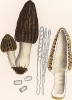 Cморчок конический, Morchella conica Pers.(лат.). Дж.Бресадола, Funghi mangerecci e velenosi, т.II, л.212. Тренто, 1933