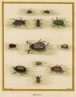 Майский жук (Hanneton) и другие жуки, изображённые Франсуа Мартине для Table des Planches Enluminées d'Histoire Naturelle de M. D'Aubenton (фр.) (Утрехт. 1783 год (лист 16))