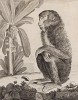 Мандрил-мужчина в раздумье под банановой пальмой (лист XVI иллюстраций к четырнадцатому тому знаменитой "Естественной истории" графа де Бюффона, изданному в Париже в 1766 году)