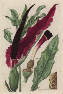 Аморфофаллус (Amorphophallus titanum (лат.)) - часть II (лист 269b "Гербария" Элизабет Блеквелл, изданного в Нюрнберге в 1757 году)