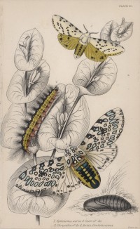 Мотылёк и гусеница Spilosoma acrea, мотылёк и куколка Arctia Oculatissima (лат.) (лист 20 XXXVII тома "Библиотеки натуралиста" Вильяма Жардина, изданного в Эдинбурге в 1843 году)