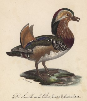 Утка-мандаринка (лист из альбома литографий "Галерея птиц... королевского сада", изданного в Париже в 1825 году)