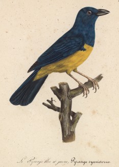 Пиранга сине-жёлтая (Pyranga cyanicterus (лат.)) (лист из альбома литографий "Галерея птиц... королевского сада", изданного в Париже в 1822 году)