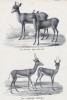Детёныши благородного оленя и арабские антилопы (лист 61 первого тома работы профессора Шинца Naturgeschichte und Abbildungen der Menschen und Säugethiere..., вышедшей в Цюрихе в 1840 году)
