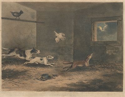 Потревоженный вор. Собаки нападают на забравшуюся в курятник лису. Гравюра по рисунку Генри Алкена. 