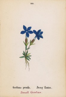 Горечавка малая (Gentiana pumila (лат.)) (лист 289 известной работы Йозефа Карла Вебера "Растения Альп", изданной в Мюнхене в 1872 году)