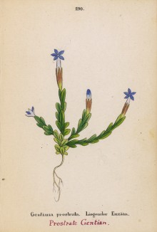 Горечавка простёртая (Gentiana prostrata (лат.)) (лист 290 известной работы Йозефа Карла Вебера "Растения Альп", изданной в Мюнхене в 1872 году)