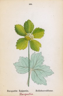 Звездчатка эпипактис (Hacquetia Epipactis (лат.)) (лист 188 известной работы Йозефа Карла Вебера "Растения Альп", изданной в Мюнхене в 1872 году)