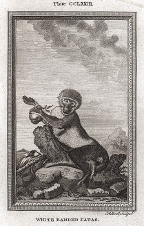 Белоносый гусар, или нисна, он же красная мартышка (лист CCLXXIII)