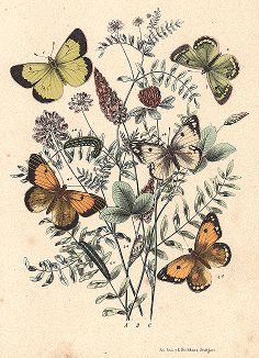 Бабочки рода желтушек. "Книга бабочек" Фридриха Берге, Штутгарт, 1870. 