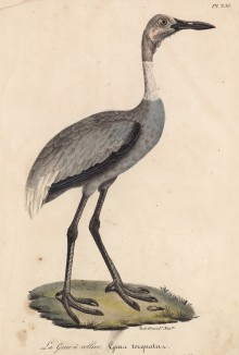 Журавль обыкновенный (лист из альбома литографий "Галерея птиц... королевского сада", изданного в Париже в 1825 году)