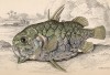 Шишечник (Monocentris cornutus (лат.)) из семейства Monocentridae (лист 14 тома XXVIII "Библиотеки натуралиста" Вильяма Жардина, изданного в Эдинбурге в 1843 году)