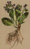 Медуница Стириака (Pulmonaria styriaca (лат.)) (из Atlas der Alpenflora. Дрезден. 1897 год. Том IV. Лист 355)